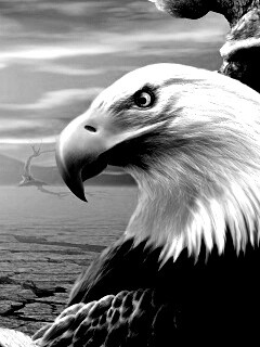 Нарисованный орел обои