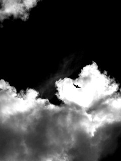 Птица в небе обои