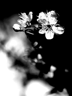 Цветок вишни обои