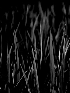 Яркая сочная трава обои