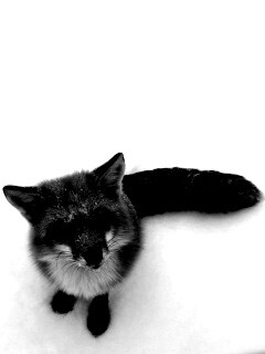 Firefox натуральный обои