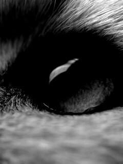 Кошачий глаз обои