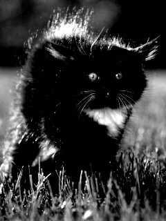 Кот воитель обои