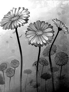 Векторные ромашки обои