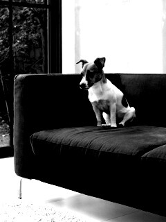 Пес на диване обои