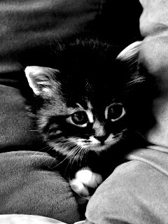 Котенок в подушках обои