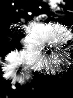 Сказочный цветок обои