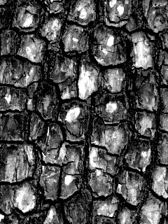 Кора дерева обои