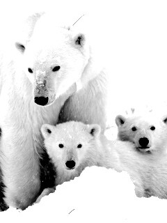 Белые медведи обои