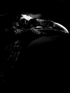 Ворон — гордая птица обои