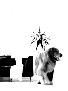 Собака в быту обои