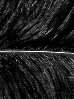 Перо попугая обои