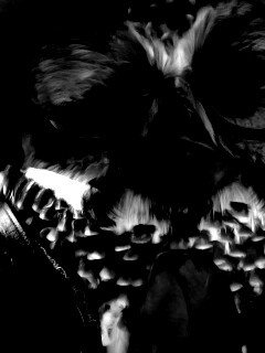 Совы-мариачи из Ранго обои