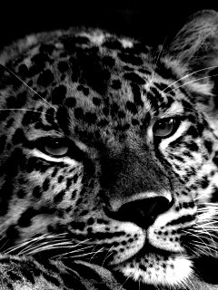 Злопасный ягуляр обои