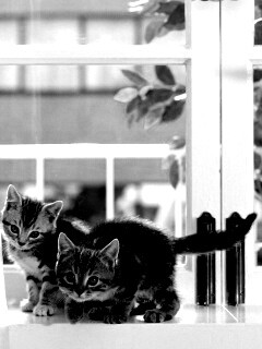 Милые котята обои