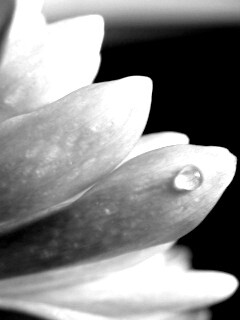 Капля на лепестке обои