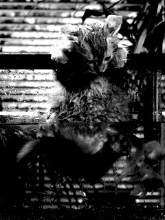 Мокрая киска обои