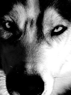 Собака с голубыми глазами обои