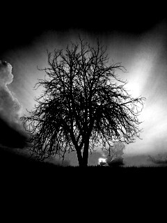 Дерево на закате обои