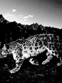 Леопард обои