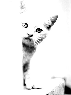 Котик из-за угла обои