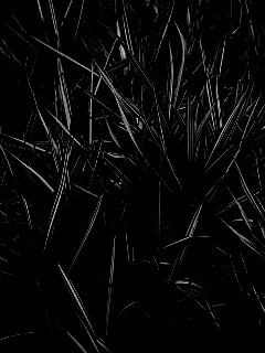 Дикая трава обои