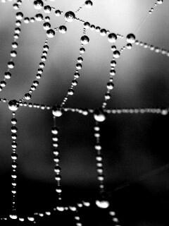 Капли на паутине обои