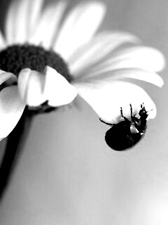 В гости к ромашке обои