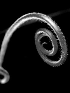 Завитушка растения обои