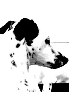 Долматинец смотрит вдаль обои