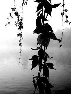 Ветви красного дерева обои