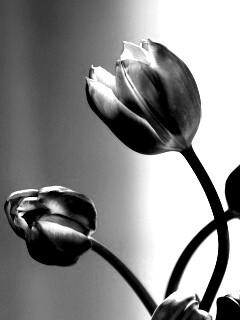 Сиреневые цветы обои