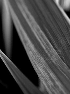 Идеальный кусочек зелени обои