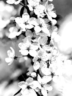 Цветение вишни обои