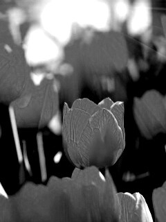 Солнечные тюльпаны обои