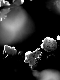 Цветущая вишня обои