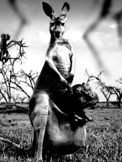 Кенгуру с бегемотом в сумке обои