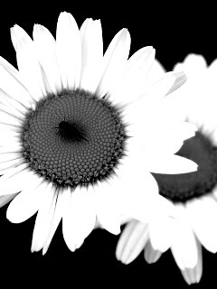 Ромашки обои