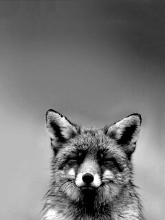 ^_^ Fox обои