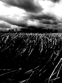 Убранное поле обои