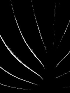 Неоновый лист обои