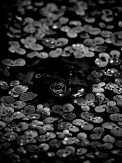 Маленькая лягушка обои