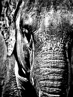 Слон обои