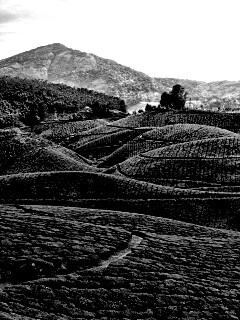 Плантации в Индии обои