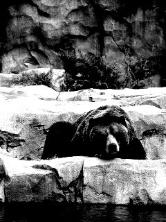 Медведь обои