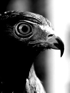 Взгляд орла обои