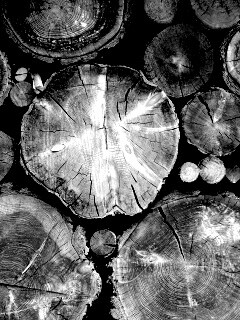 Древесный спил обои