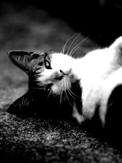 Кот лежит на спине обои