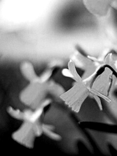 Нарциссы обои