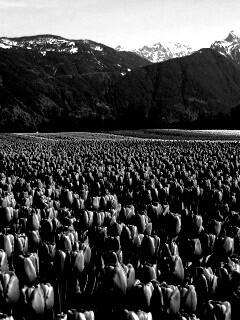 Поле тюльпанов обои